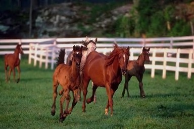 Horse03